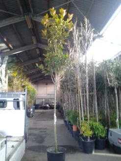 Beverboom (Magnolia Grandiflora 'Gallissoniere') -OL Planten Winkel magnolia grandiflora 1 1