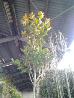 Beverboom (Magnolia Grandiflora 'Gallissoniere') -OL Planten Winkel magnolia grandiflora 2 1