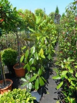 Magnolia (Magnolia Grandiflora 'Gallissoniere') -OL Planten Winkel magnolia grandiflora gallisoniere 100 125 1