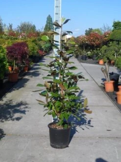 Magnolia (Magnolia Grandiflora 'Gallissoniere') -OL Planten Winkel magnolia grandiflora gallisoniere 125 150 c25 1