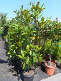 Magnolia (Magnolia Grandiflora 'Gallissoniere') -OL Planten Winkel magnolia grandiflora gallisoniere 150 175 200 cont