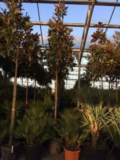 Beverboom (Magnolia Grandiflora 'Gallissoniere') -OL Planten Winkel magnolia grandiflora gallisoniere 16 18ho cont