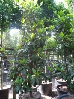 Magnolia (Magnolia Grandiflora 'Gallissoniere') -OL Planten Winkel magnolia grandiflora gallisoniere 250 300 c150 1