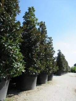 Magnolia (Magnolia Grandiflora 'Gallissoniere') -OL Planten Winkel magnolia grandiflora gallisoniere 2