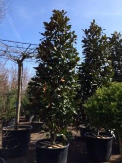 Magnolia (Magnolia Grandiflora 'Gallissoniere') -OL Planten Winkel magnolia grandiflora gallisoniere 350 400 450 1