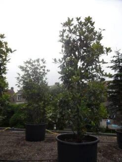 Magnolia (Magnolia Grandiflora 'Gallissoniere') -OL Planten Winkel magnolia grandiflora gallisoniere 350 400 450 c1000