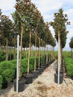 Beverboom (Magnolia Grandiflora 'Gallissoniere') -OL Planten Winkel magnolia grandiflora gallisoniere 8 10 2