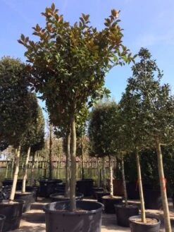 Beverboom (Magnolia Grandiflora 'Gallissoniere') -OL Planten Winkel magnolia grandiflora hoogstam solitair