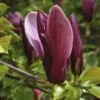 Beverboom (Magnolia Liliiflora 'Nigra') -OL Planten Winkel magnolia liliiflora nigra