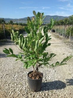 Beverboom Als Struik (Magnolia Loebneri 'Merrill') -OL Planten Winkel magnolia loebneri merril