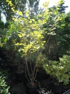 Beverboom (Magnolia Sieboldii) -OL Planten Winkel magnolia sieboldii 175 200 c25