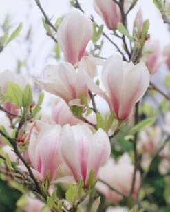 Bestsellers -OL Planten Winkel magnolia soulangeana 1