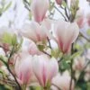 Beverboom Op Stam (Magnolia Soulangeana) -OL Planten Winkel magnolia soulangeana 2