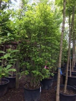 Beverboom (Magnolia Soulangeana) -OL Planten Winkel magnolia soulangeana 300cm c130 1 1