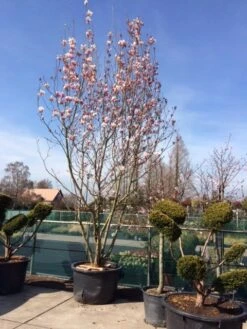 Beverboom (Magnolia Soulangeana) -OL Planten Winkel magnolia soulangeana 400 500