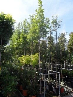 Beverboom (Magnolia Soulangeana Als Boom) -OL Planten Winkel magnolia soulangeana 8 10 12ho cont