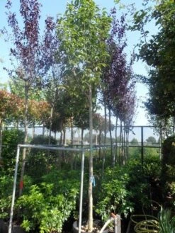 Beverboom (Magnolia Soulangeana Als Boom) -OL Planten Winkel magnolia soulangeana alba superba 14 16ho cont