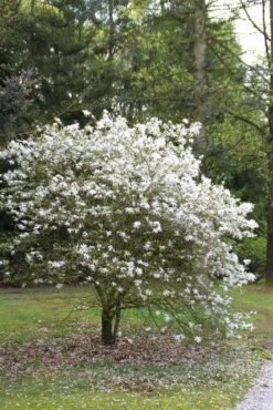 Bestsellers -OL Planten Winkel magnolia stellata 3 1