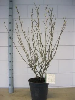Stermagnolia (Magnolia Stellata) -OL Planten Winkel magnolia stellata c7 november 1 1