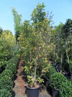 Beverboom, Struik (Magnolia Susan) -OL Planten Winkel magnolia susan 175 200 c50