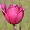Beverboom (Magnolia 'Black Tulip') 1 Beverboom (Magnolia 'Black Tulip') -OL Planten Winkel magnoliablacktulip3