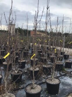 Beverboom (Magnolia Brooklynensis 'Yellow Bird') 7 Beverboom (Magnolia Brooklynensis 'Yellow Bird') -OL Planten Winkel magnoliayellowbird02 1