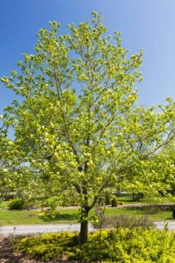 Beverboom (Magnolia Brooklynensis 'Yellow Bird') 6 Beverboom (Magnolia Brooklynensis 'Yellow Bird') -OL Planten Winkel magnoliayellowbirdvi02