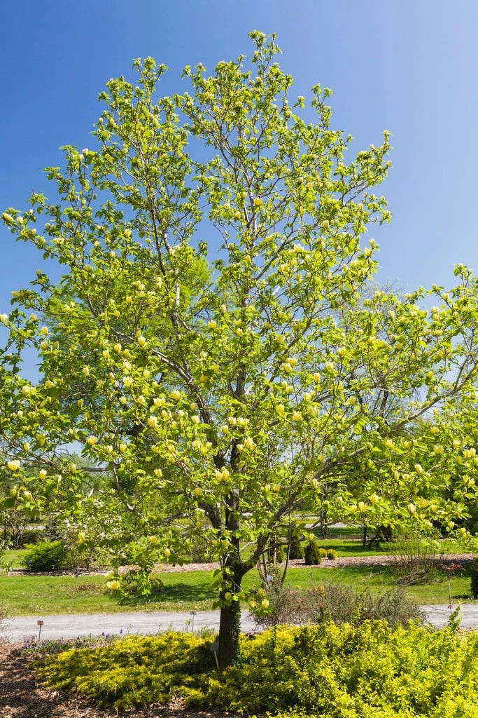Beverboom (Magnolia Brooklynensis 'Yellow Bird') 4 Beverboom (Magnolia Brooklynensis 'Yellow Bird') - Afbeelding 2