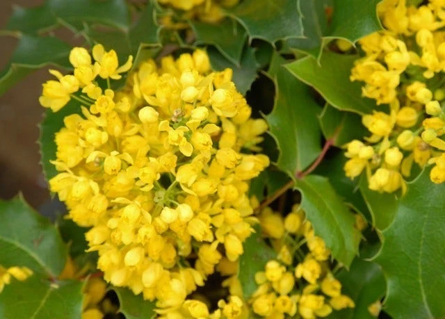 Mahoniestruik (Mahonia Aquifolium 'Apollo') 7 Mahoniestruik (Mahonia Aquifolium 'Apollo') - Afbeelding 5