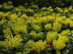 Mahoniestruik (Mahonia Aquifolium 'Apollo') 17 Mahoniestruik (Mahonia Aquifolium 'Apollo') -OL Planten Winkel mahonia apollo toepassing 1