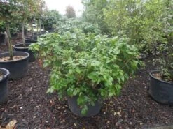 Mahoniestruik (Mahonia Aquifolium 'Apollo') 19 Mahoniestruik (Mahonia Aquifolium 'Apollo') -OL Planten Winkel mahonia aquifolium apollo c130