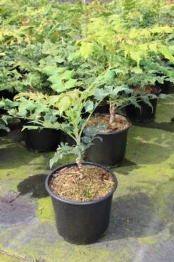 Chinese Mahoniestruik (Mahonia Bealei) -OL Planten Winkel mahonia bealei 1 1