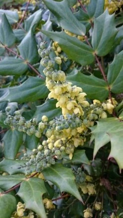 Mahoniestruik (Mahonia Japonica) -OL Planten Winkel mahonia japonica 1