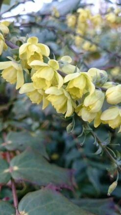 Mahoniestruik (Mahonia Japonica) -OL Planten Winkel mahonia japonica 3 1