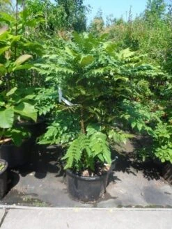 Mahoniestruik (Mahonia Media 'Charity') -OL Planten Winkel mahonia media charity 125 150 1