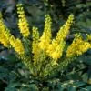 Mahoniestruik (Mahonia Media 'Winter Sun') 1 Mahoniestruik (Mahonia Media 'Winter Sun') -OL Planten Winkel mahoniawintersun01 1