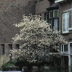 Beverboom (Magnolia Kobus) -OL Planten Winkel makobus 16 1