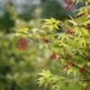 Japanse Esdoorn (Acer Palmatum 'Osakazuki') -OL Planten Winkel mebr00220 1