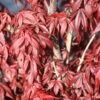Japanse Esdoorn (Acer Palmatum 'Skeeter's Broom') -OL Planten Winkel mebr00226