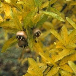 Mispel (Mespilus Germanica) -OL Planten Winkel megerman 9