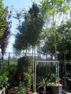 Mispel (Mespilus Germanica) -OL Planten Winkel mespilus germanica 12 14 16ho cont