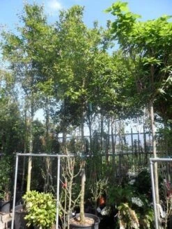 Mispel (Mespilus Germanica) -OL Planten Winkel mespilus germanica 18 20ho cont