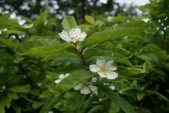 Mispel (Mespilus Germanica) -OL Planten Winkel mespilus germanica 1