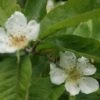 Mispel (Mespilus Germanica) -OL Planten Winkel mespilus germanica 4