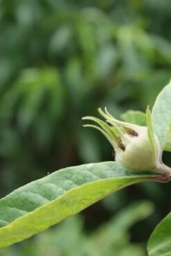 Mispel (Mespilus Germanica) -OL Planten Winkel mespilus germanica 5