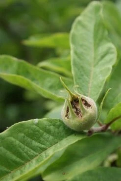 Mispel (Mespilus Germanica) -OL Planten Winkel mespilus germanica 6
