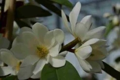 Michelia 'Fairy Magnolia White' -OL Planten Winkel michelia fairy magnolia blush