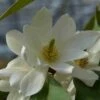 Michelia 'Fairy Magnolia White' -OL Planten Winkel michelia fairy magnolia blush 2 2