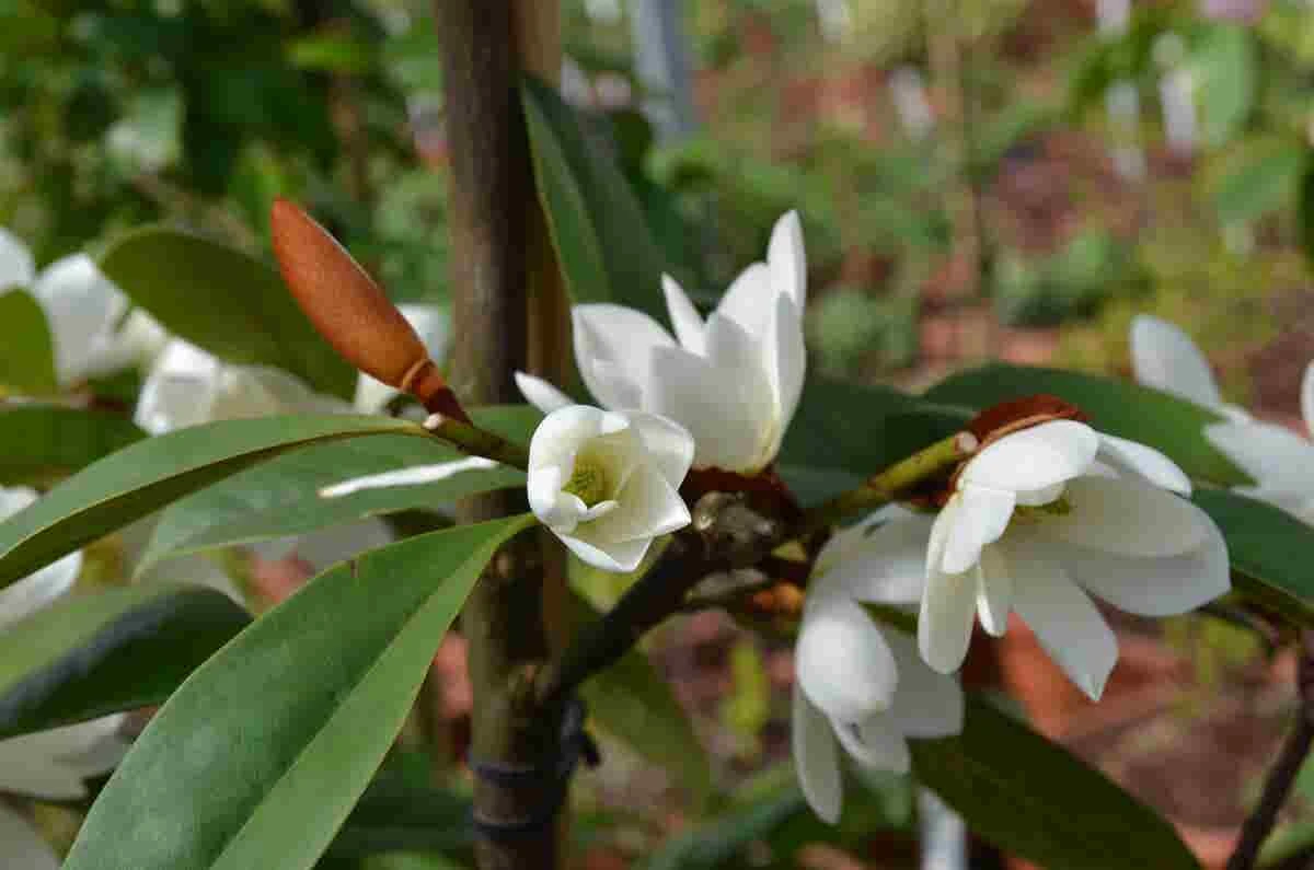 Michelia 'Fairy Magnolia White' 5 Michelia 'Fairy Magnolia White' - Afbeelding 3