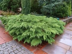 Valse Jeneverbes (Microbiota Decussata) -OL Planten Winkel microbiota decussata